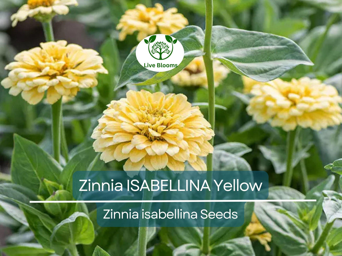 200 Seeds Zinnia Isabellina Yellow - Non-GMO, Huge Blooms, Easy to Grow Annual, Attracts Butterflies & Hummingbirds