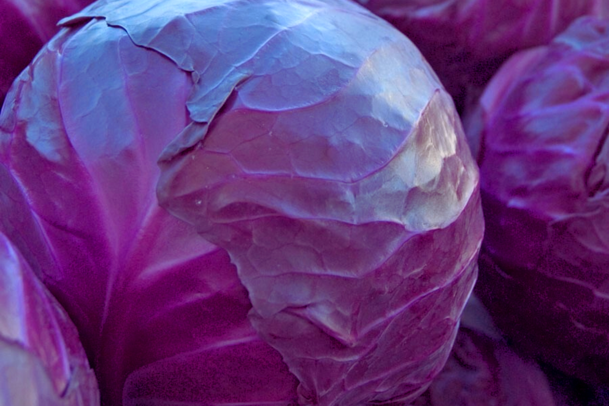 Red Cabbage Seeds - 400+ Non-GMO High-Quality Seeds - Brassica oleracea var. capitata f. rubra - Ideal for Home Gardening