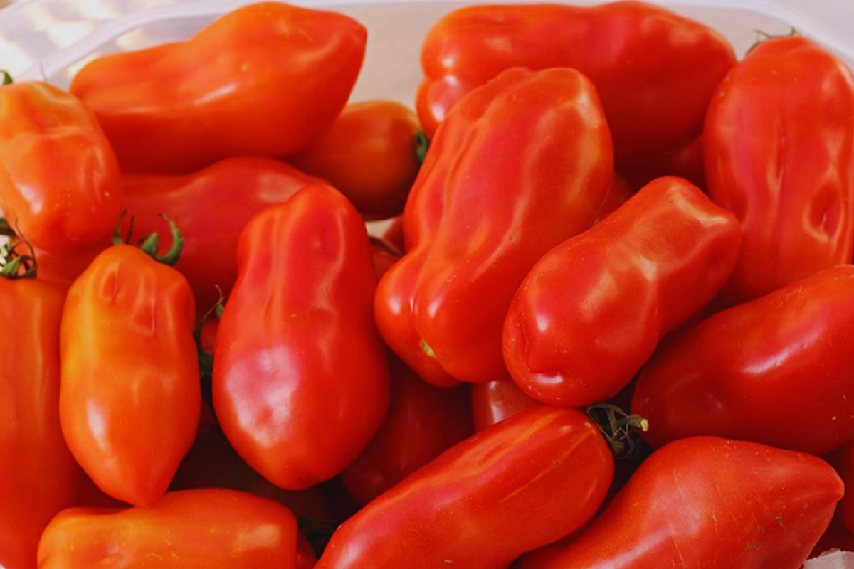 San Marzano Tomato Seeds - 100+ Heirloom Non-GMO Garden Seeds - Solanum lycopersicum - Perfect for Home Gardening