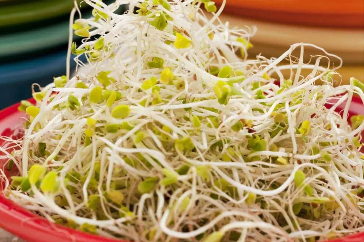 Sprouting Lid Kit with Broccoli Seeds | Non-GMO | 2 Reusable Lids | Brassica oleracea var. italica for Home Sprouting