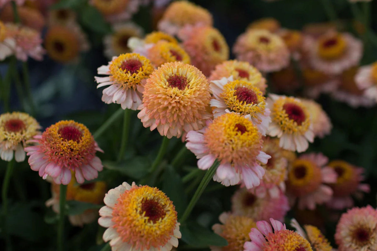 Zinderella Peach Zinnia Seeds - 100+ Double Bloom Seeds - Zinnia elegans - Cut Flower Garden - Heat Tolerant - USA Grown