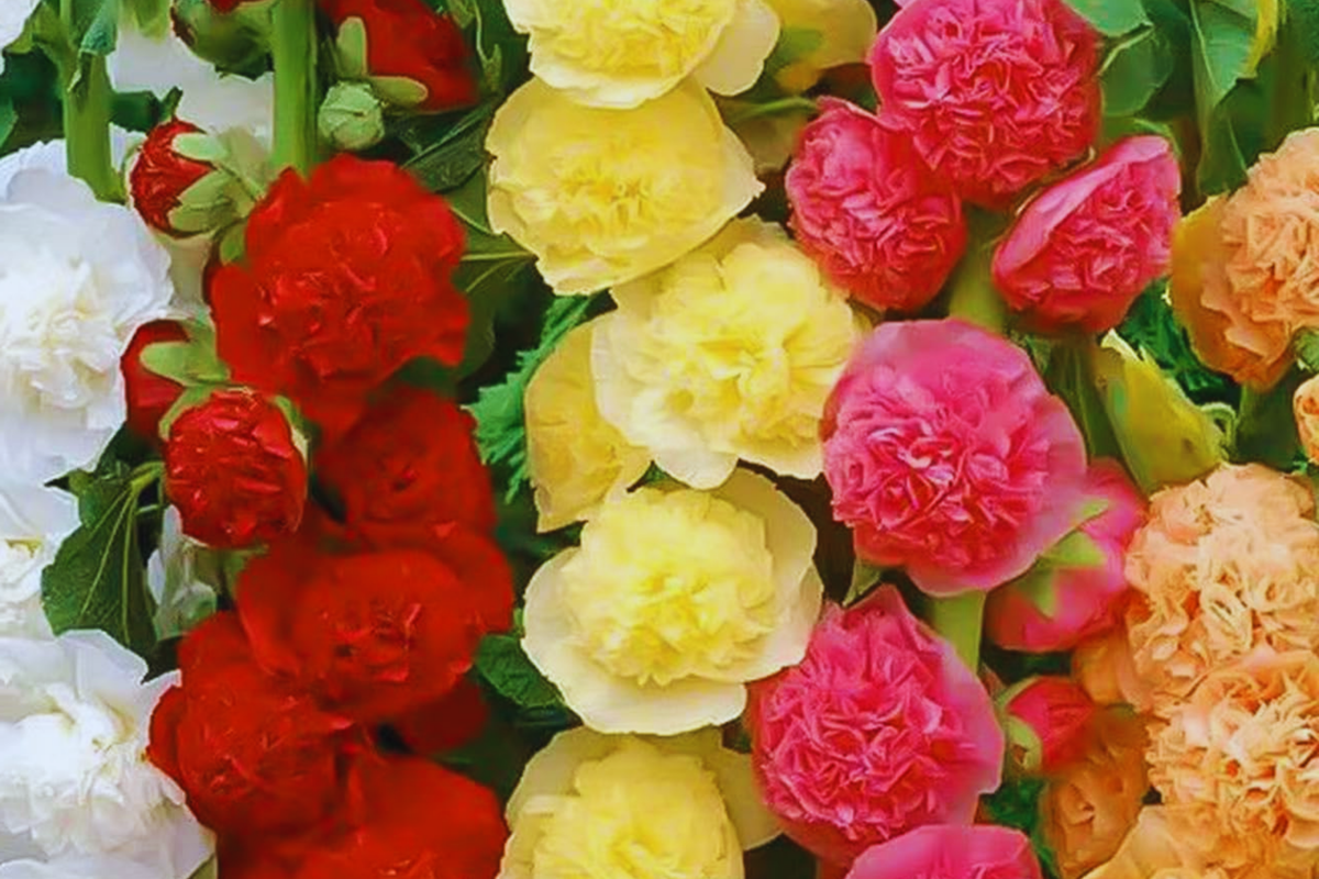 Hollyhock Flower Seeds Color Mix | Packet of Seeds | White Pink Red Yellow | Alcea rosea | Non-GMO Garden Seeds