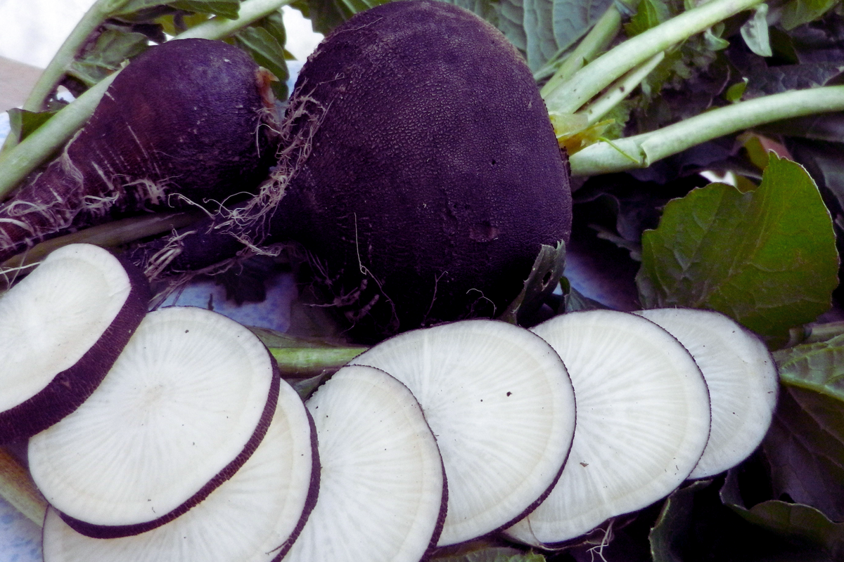 Black Spanish Radish Seeds | 300+ Non-GMO Seeds | Raphanus sativus | Ideal for Home Gardening and Container Planting