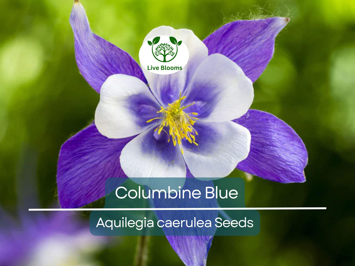 500 Seeds Columbine Blue, Perennial Aquilegia caerulea, Non-GMO, Pollinator-Friendly, Fall Planting Garden Flowers