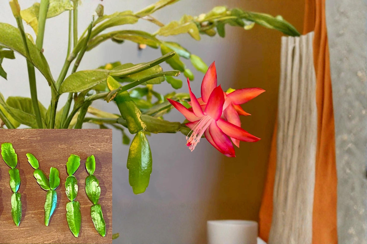 Christmas Cactus Starter Plant - Miss Shimano - Schlumbergera Truncata - Well-Rooted Indoor Cactus for Holiday Decor