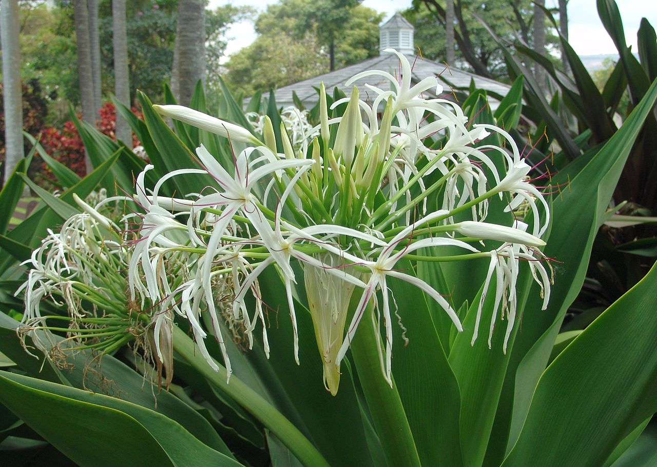 Live Rooted Starter Plant | White Spider Crinum Lily 'Amoenum' | Giant Fragrant Bulb | Hardy Tropical Perennial