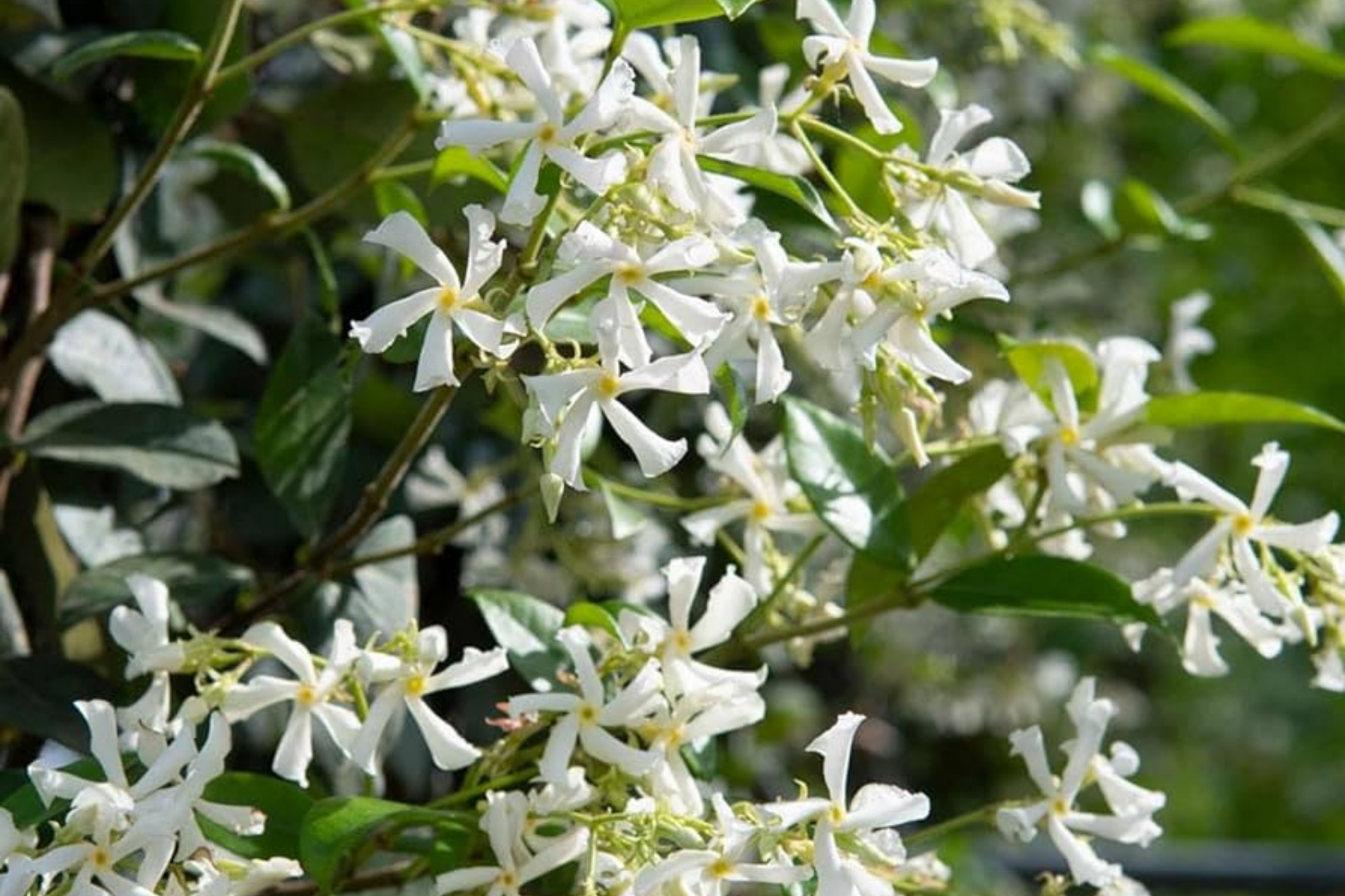 Mixed Star Jasmine Flower Seeds - 200 Count - Fragrant Climbing Jasmine - Trachelospermum jasminoides - Easy to Grow