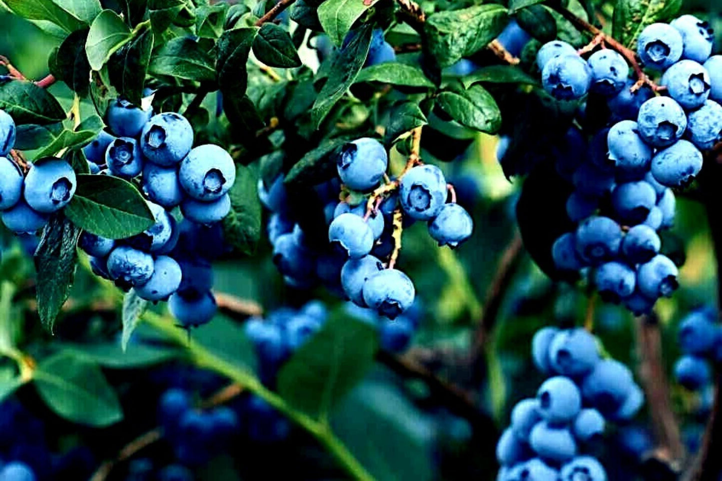 Blueberry Tree Seeds - New Jersey Southern Highbush - Vaccinium corymbosum - Cold Hardy Garden Fruit Plant, Non-GMO, Easy Grow