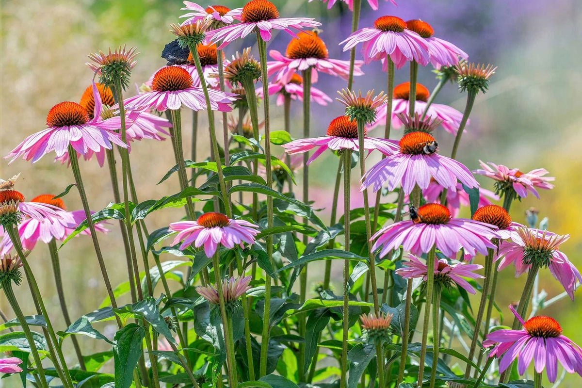 Purple Coneflower Seeds | Non-GMO | Echinacea Purpurea | Flowering Garden Plant Seeds | Attracts Pollinators