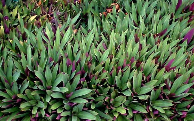 6 Bare Root Dwarf Oyster Plants | Moses in the Basket | Tradescantia spathacea | Live Indoor/Outdoor Plants