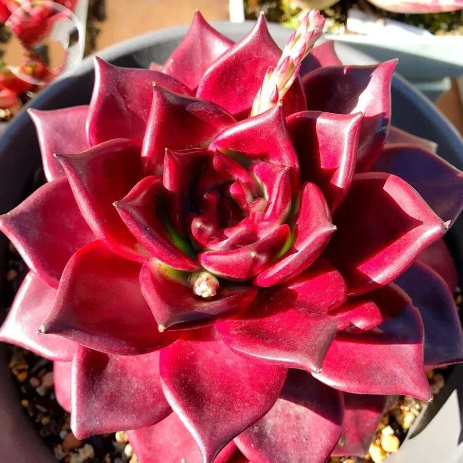 Echeveria Agavoides v. Romeo Rubin | 2.5” Rare Red Succulent | Easy-Care Indoor Plant | Home Décor Gift