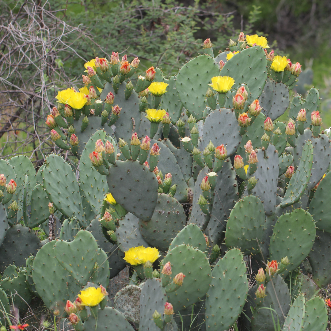 Live Unrooted Prickly Pear Cactus Cutting - Colorful Orange, Pink & Yellow Blooms - Opuntia Succulent for Easy Outdoor Gardening