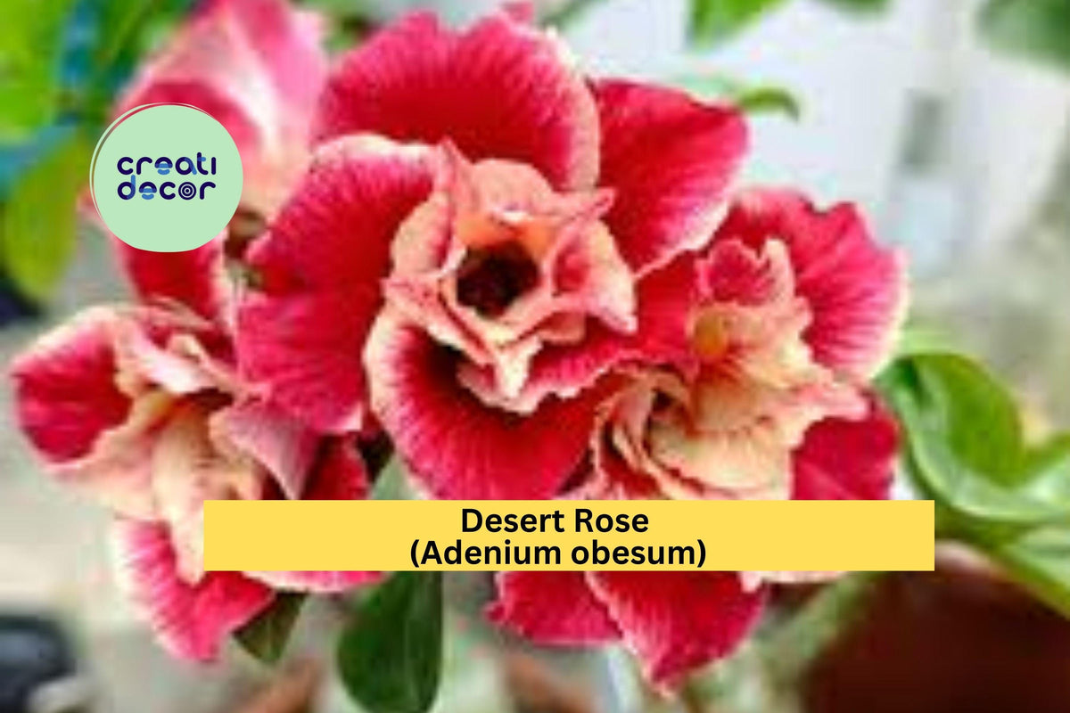 Christmas Cactus Starter Plant - Miss Shimano - Schlumbergera Truncata - Well-Rooted Indoor Cactus for Holiday Decor