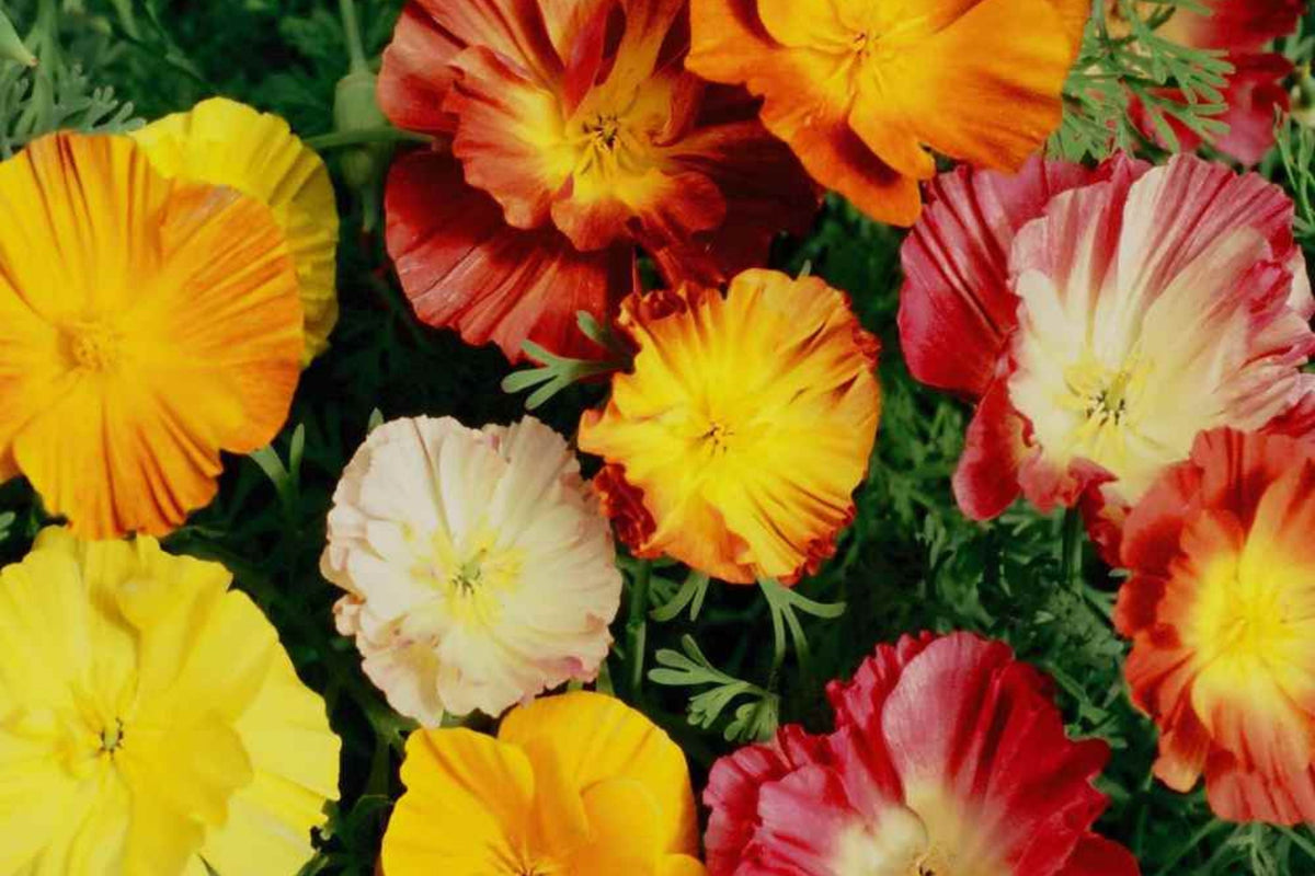 California Poppy Seeds - Ballerina Mix - Flower Seeds - Eschscholzia californica - Non-GMO, Organic, Pollinator Friendly