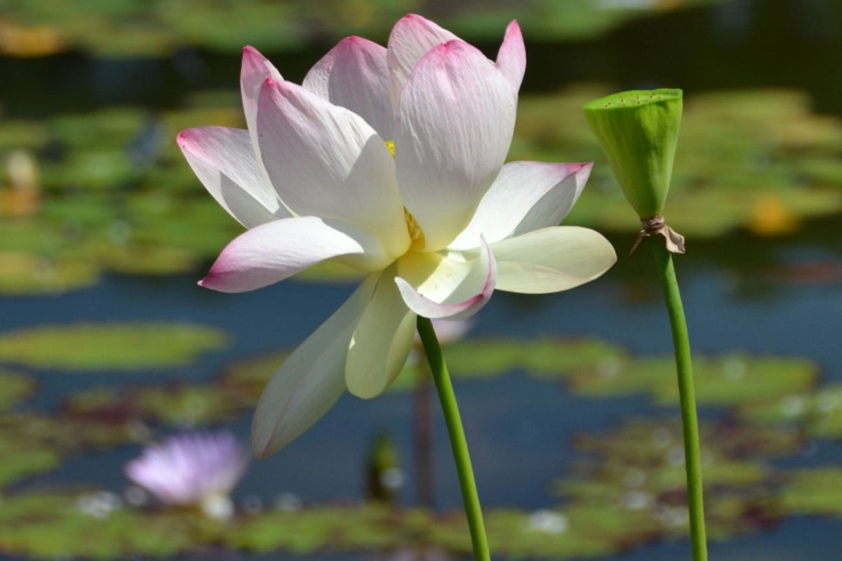 Sacred Lotus Flower Seeds - Organic Nelumbo nucifera - Edible Aquatic Plant for Ponds and Water Gardens - Vibrant Colors