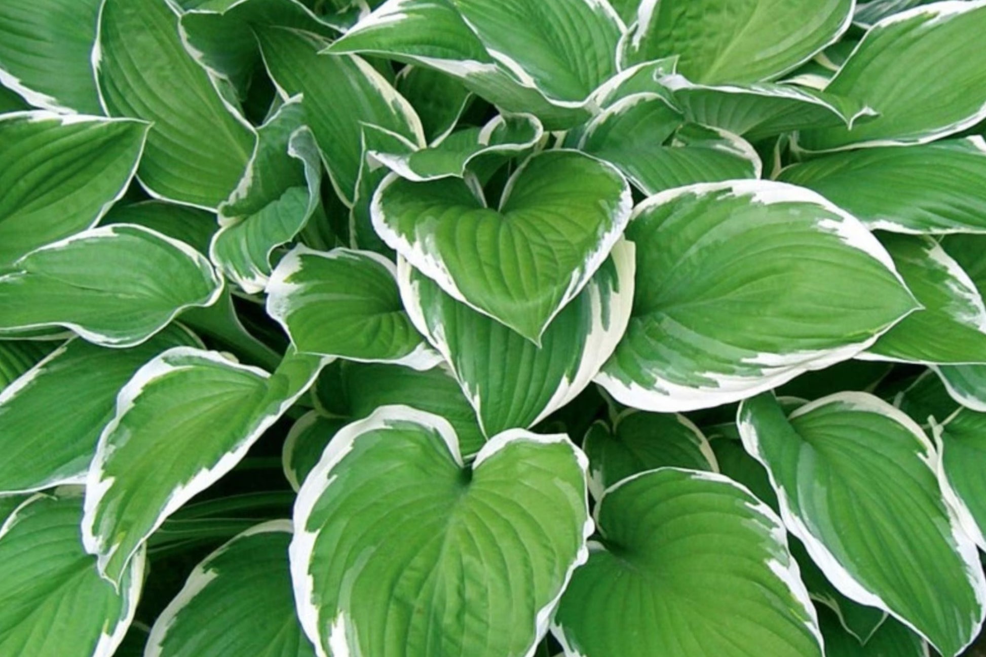 Mixed Rare Hosta Seeds - 200+ Perennial Seeds for Pollinator Garden - Hosta spp. - Shade Loving Plants for Vibrant Foliage