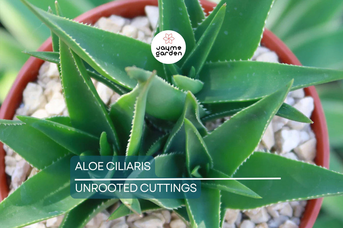 Christmas Cactus Starter Plant - Miss Shimano - Schlumbergera Truncata - Well-Rooted Indoor Cactus for Holiday Decor
