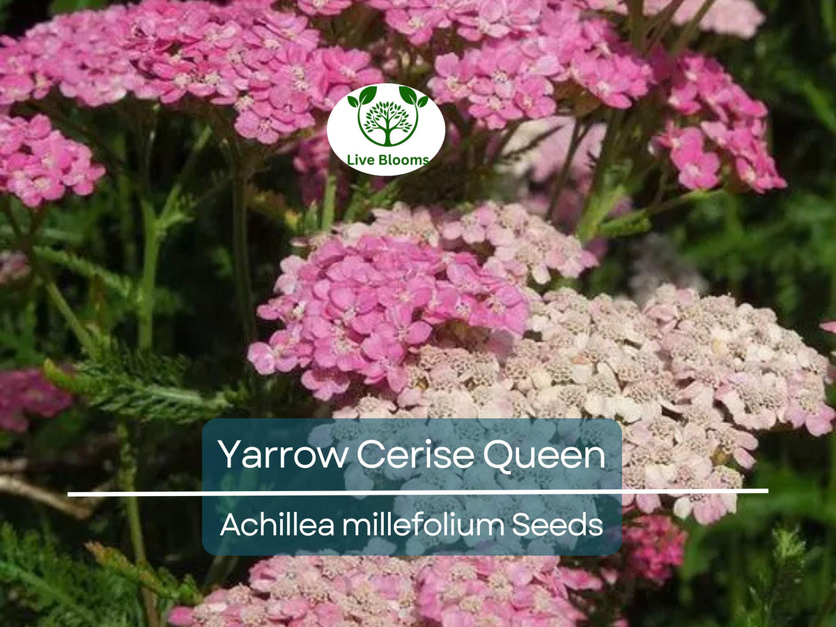 500 Seeds Yarrow Cerise Queen, Perennial Pink Flowers, Non-GMO, Pollinator Friendly, Achillea millefolium