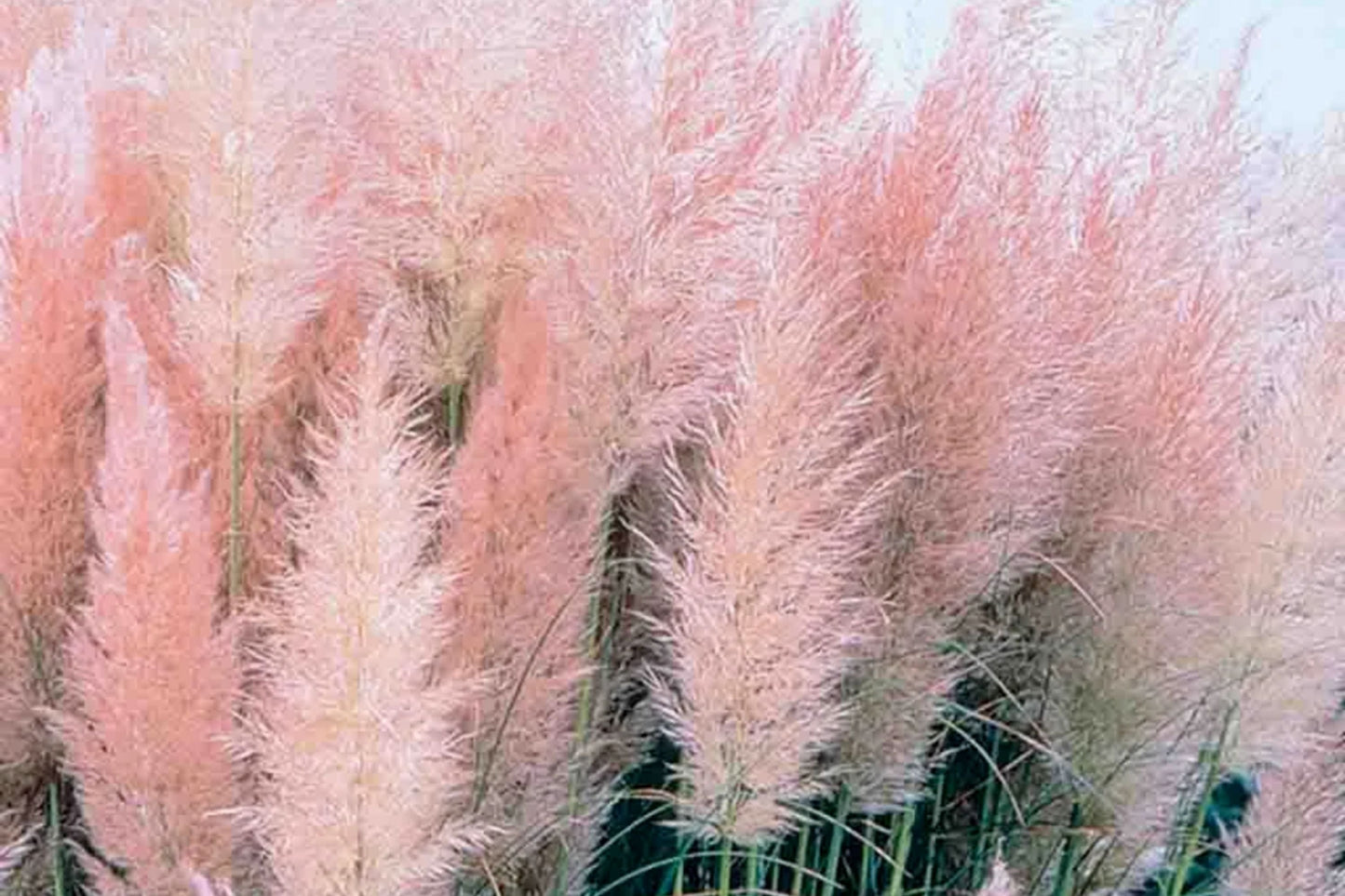 Pink Pampas Grass Seeds, 10000+ Hardy Perennial Ornamental Grass Seeds, Cortaderia selloana