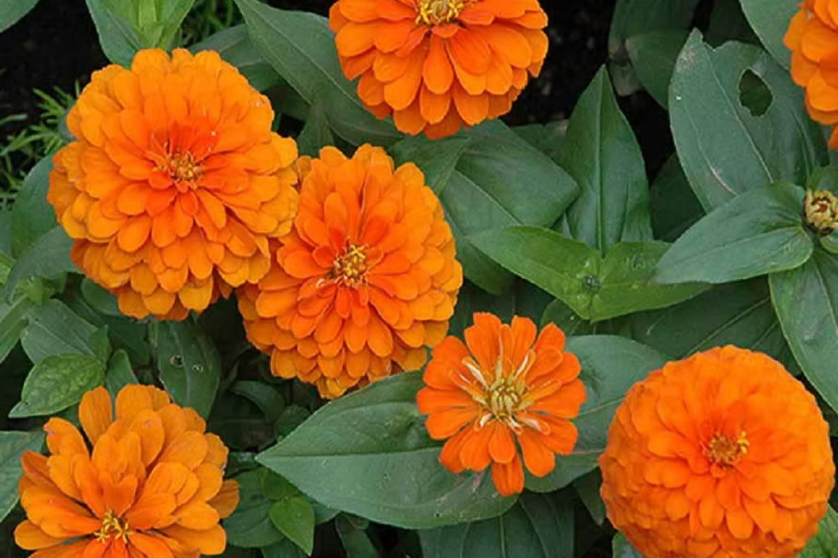 Zinnia Seeds Pack of 50 - Orange King Heirloom Variety with Giant 5" Double Orange Flowers - Zinnia elegans