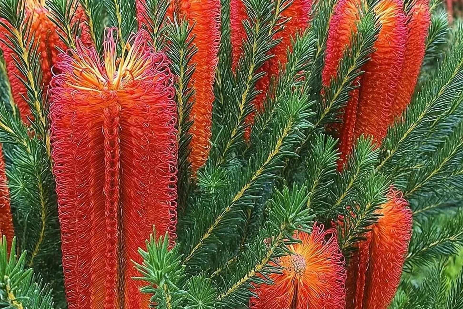 Banksia Seeds - Pack of 10 - Lantern Fireworks "Little Eric" - Rare Australian Flowering Tree (Banksia ericifolia)