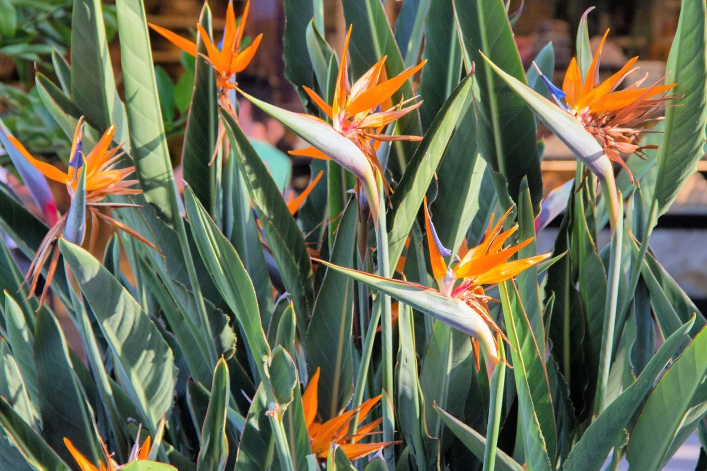 Birds of Paradise Seeds - Strelitzia Reginae Orange & Blue Variety - Premium Quality for 2025 Planting