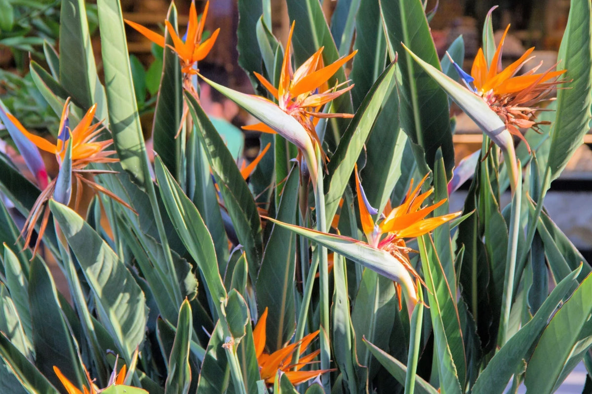 Birds of Paradise Seeds - Strelitzia Reginae Orange & Blue Variety - Premium Quality for 2025 Planting