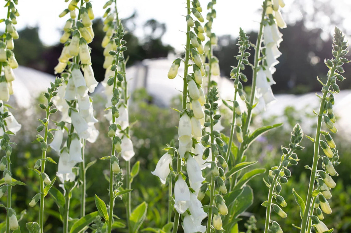 Alba Foxglove Seeds - Non-GMO Flowering Plant Seeds - Digitalis purpurea - 50 Premium Seeds for Garden Planting