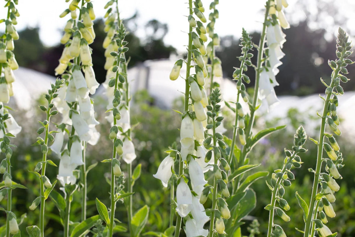 Alba Foxglove Seeds - Non-GMO Flowering Plant Seeds - Digitalis purpurea - 50 Premium Seeds for Garden Planting