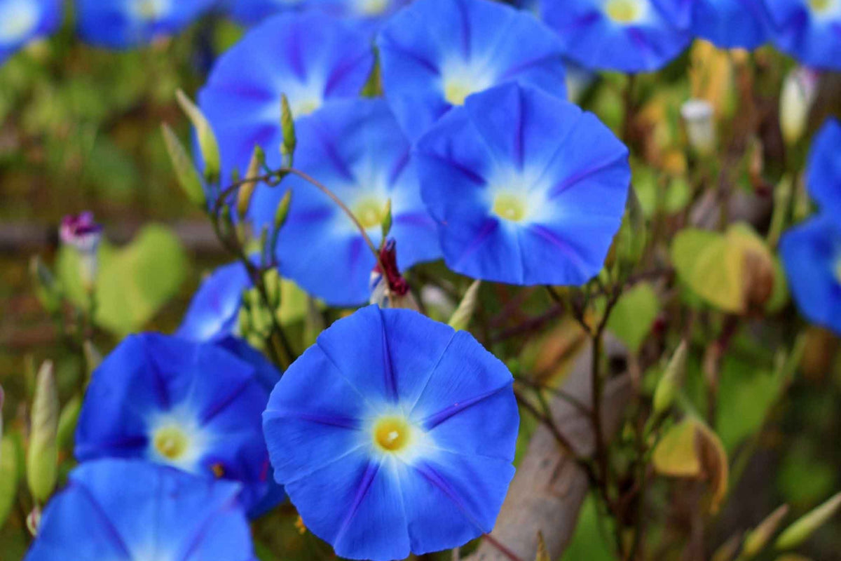 Heavenly Blue Morning Glory Seeds | 20 Non-GMO Seeds | Giant Blue Flowers | Ipomoea tricolor | Climbing Vine Gardening