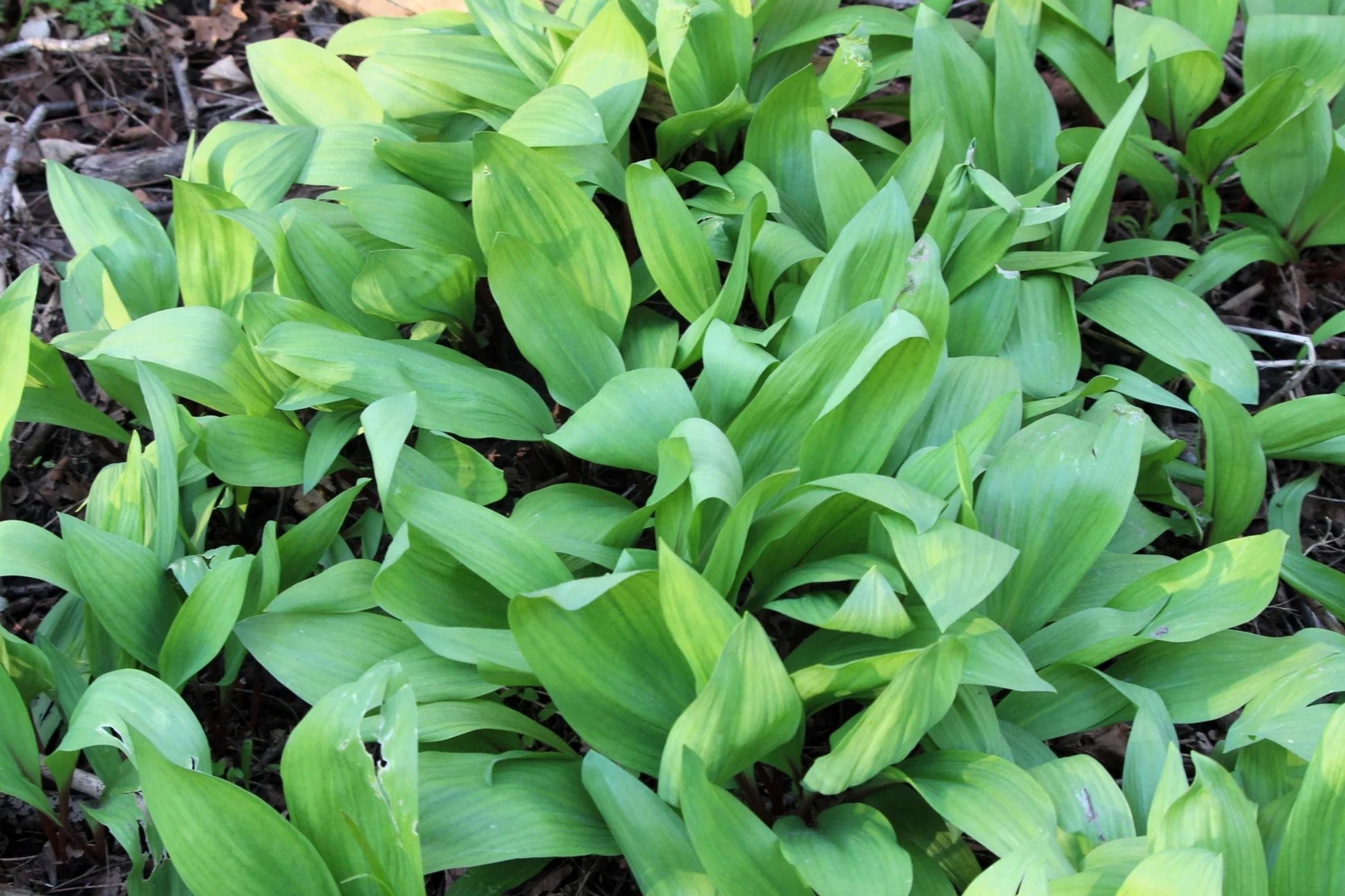 Wild Ramps Seeds - 100 Count - Allium tricoccum - Wild Garlic, Wild Leek, Non-GMO, Perennial Herb for Culinary Gardens