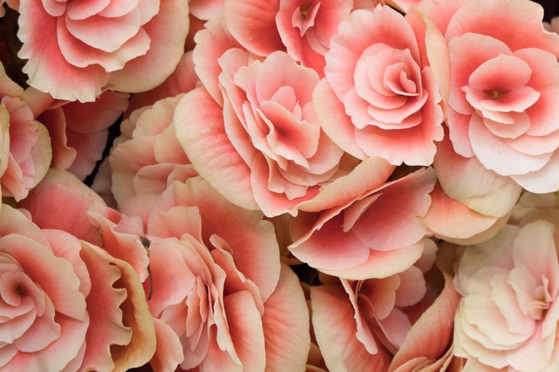 Coral Mosaic Begonia Seeds 45 or 125 Non-GMO Begonia rex 'Coral Mosaic' Unique Foliage for Indoor/Outdoor Gardening