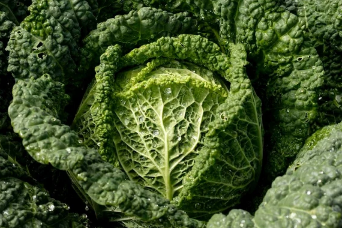Savoy Cabbage Seeds - 400+ Non-GMO Heirloom - Brassica oleracea - Organic Vegetable Garden Seeds for Home Growing