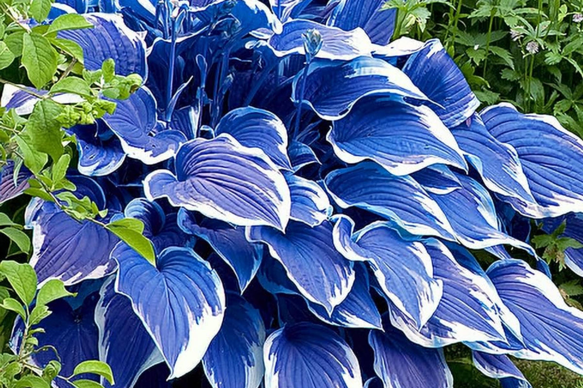 Rare Blue Purple Hosta Seeds - 200 Pcs Perennial Shade Plant - Hosta spp. for Outdoor Garden and Landscaping