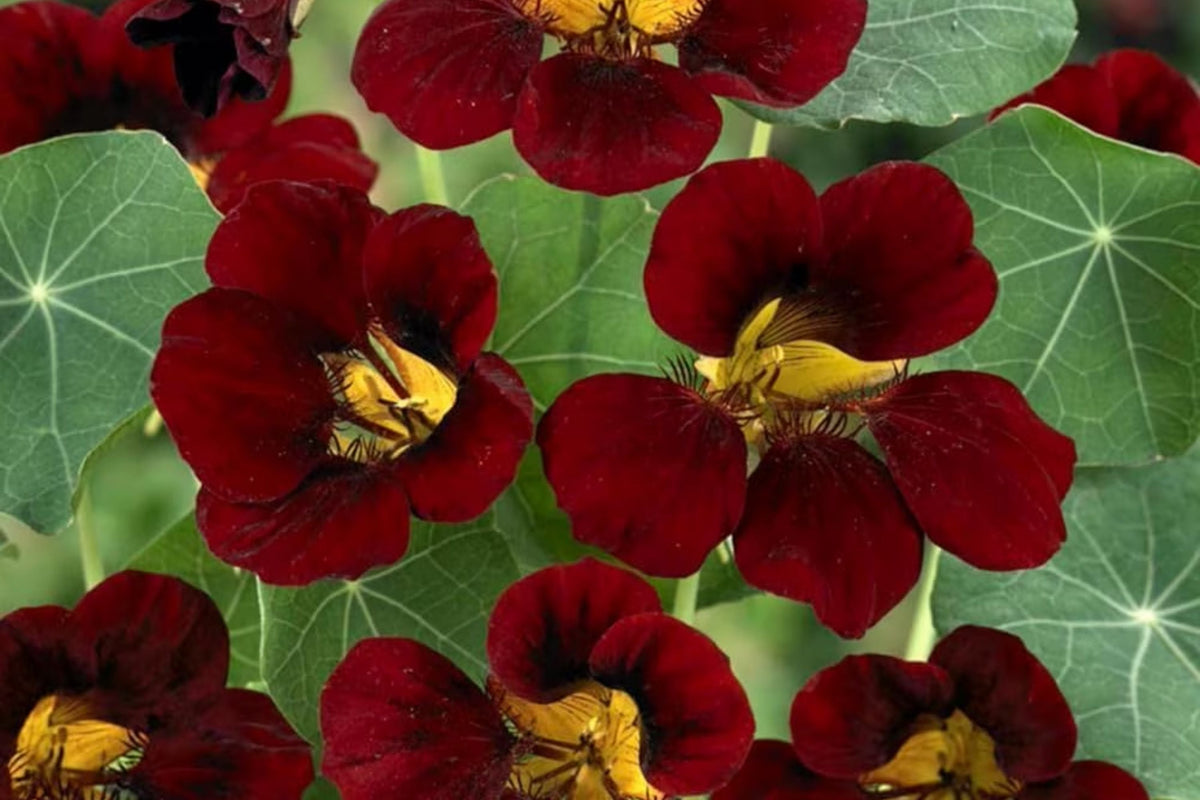 Nasturtium Seeds | Heirloom Non-GMO | Black Velvet | Edible Flowers | Tropaeolum majus | 25 Seeds Per Pack