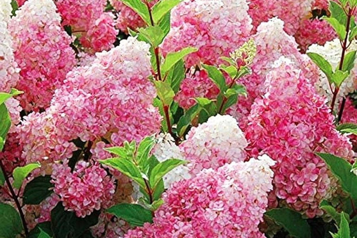 50+ Mix Perennial Flower Seeds - Vanilla Strawberry Hydrangea (Hydrangea paniculata) for Garden Planting