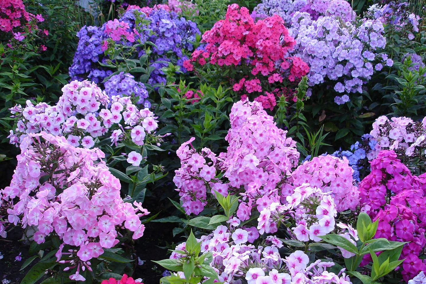 Mixed Phlox Seeds - 1500+ Popstars Creeping Perennial Ground Cover - Phlox subulata - Colorful Garden Seeds
