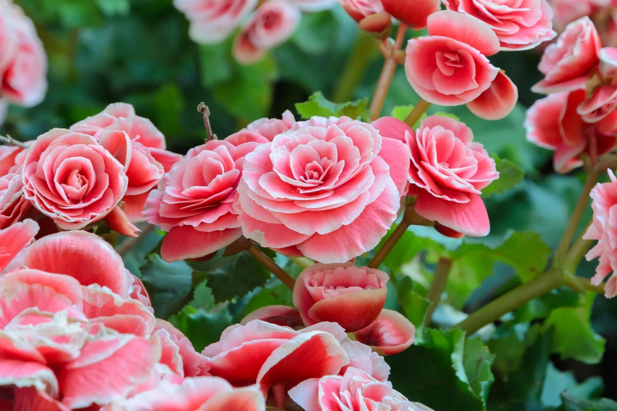 Berry Flame Begonia Seeds - Non-GMO Flower Seeds 45/125 - Bright Red Orange Blooms - Begonia x tuberhybrida