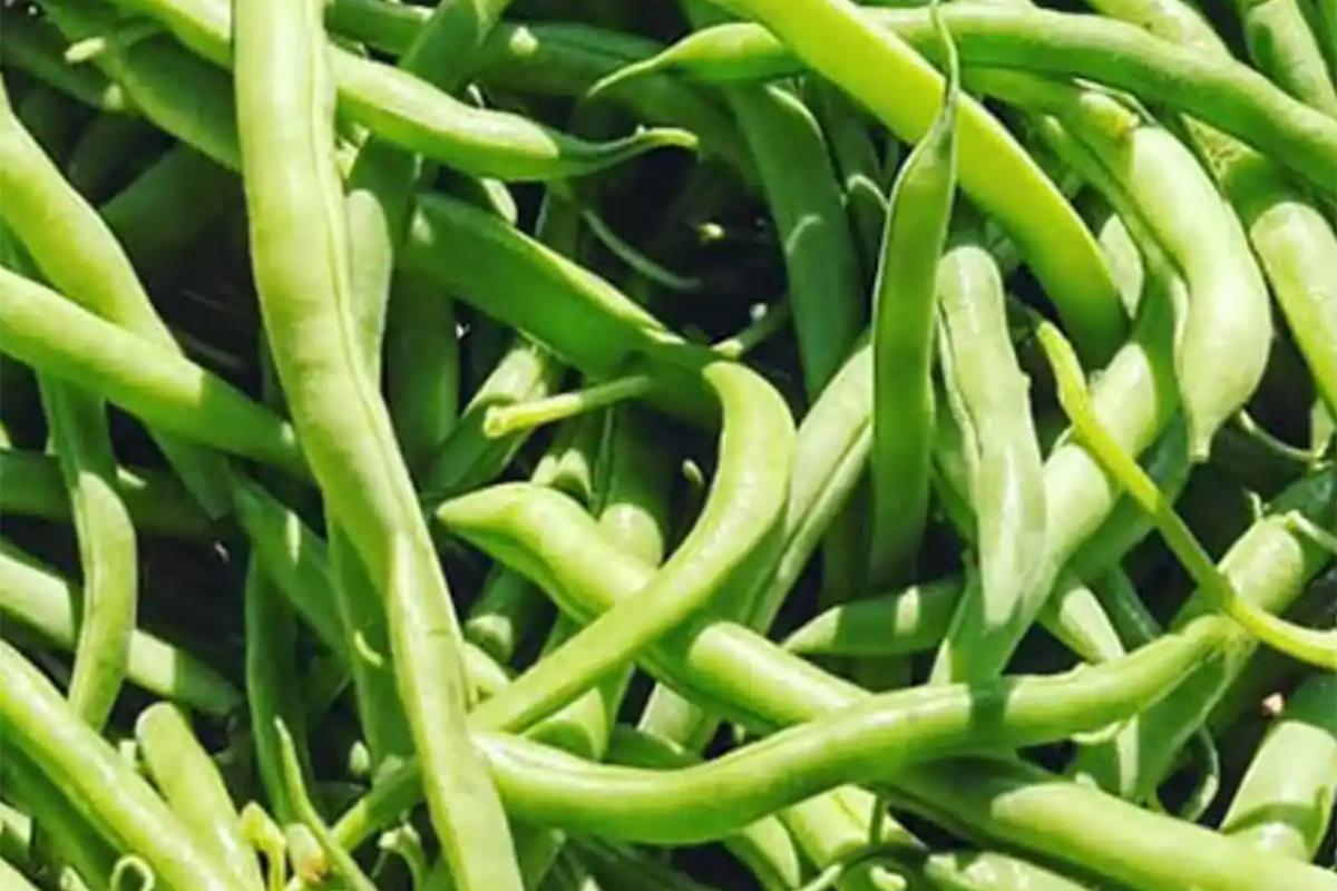 Blue Lake Pole Bean Seeds - Non-GMO Bulk Fresh Garden Seeds - Phaseolus vulgaris - Vining Variety for Home & Community Gardens