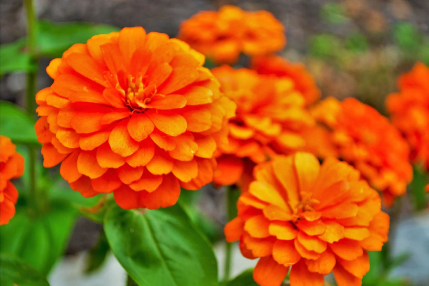 Zinnia Seeds Packet - Giant 5" Orange Flowers - Zinnia elegans - Easy to Grow Annual Garden Flowers