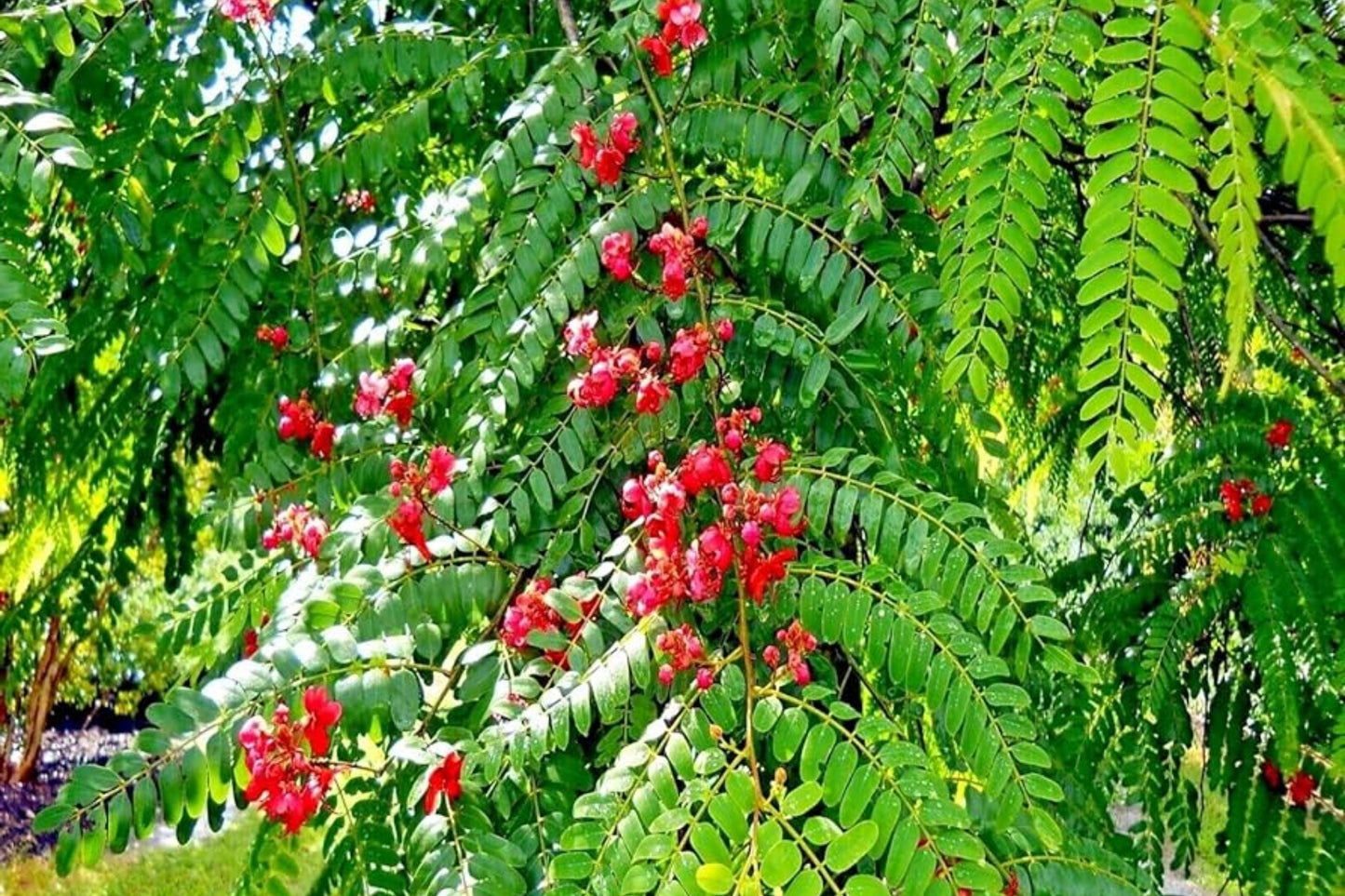 Red Shower Tree Seeds - Cassia Roxburghii - Tropical Flowering Plant - Vibrant Yellow Flowers - Easy to Grow Seeds