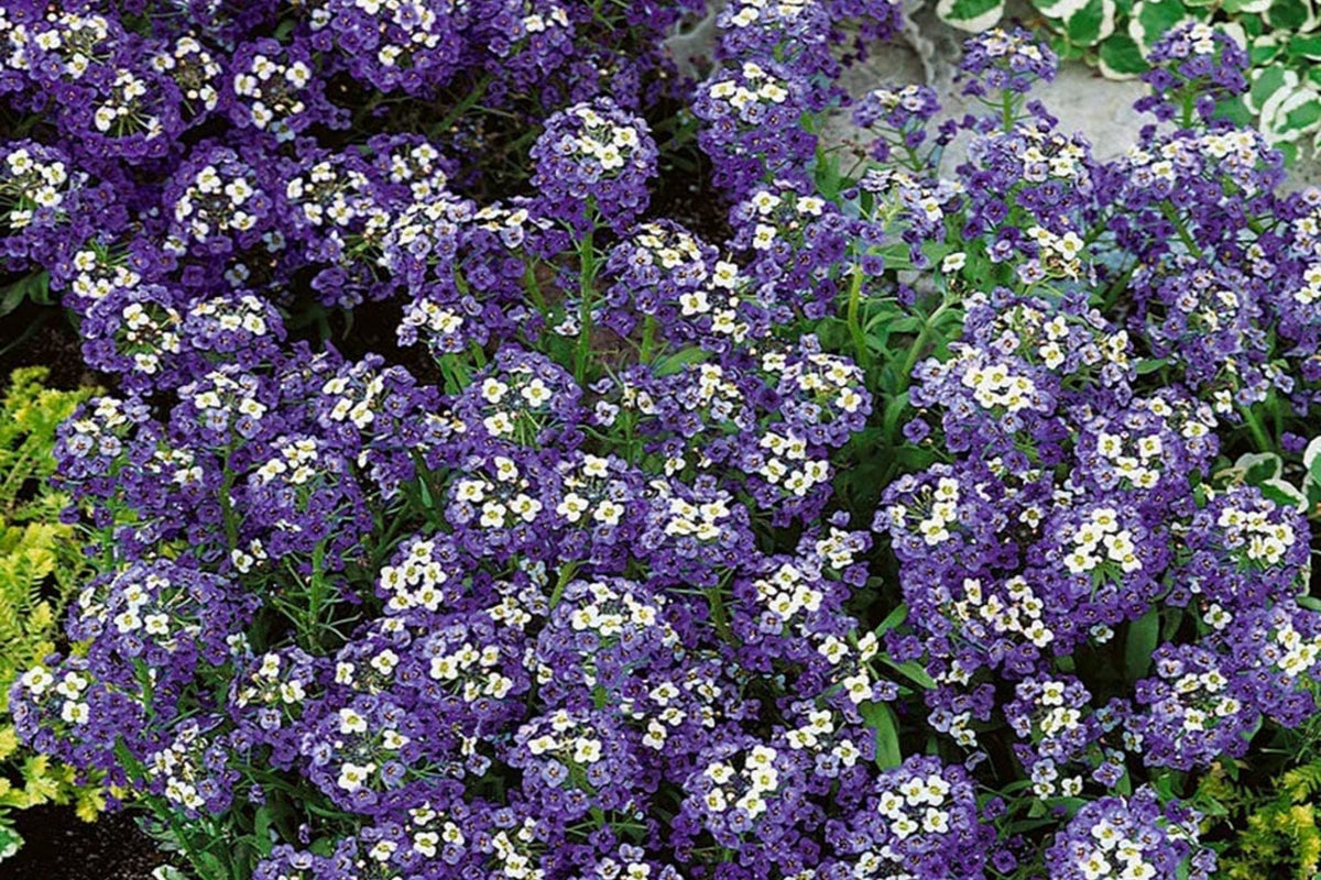 Violet Queen Alyssum Seeds | Purple Heirloom | Non-GMO | Lobularia maritima | 100 Seeds for Garden Pollinators