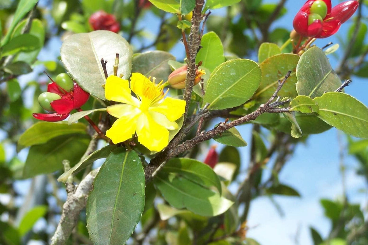 Fresh Seeds - 35 Ochna Serrulata Mickey Mouse Plants - Yellow Flowers - Rare Bonsai Variety - Unique Indoor Outdoor Gardening