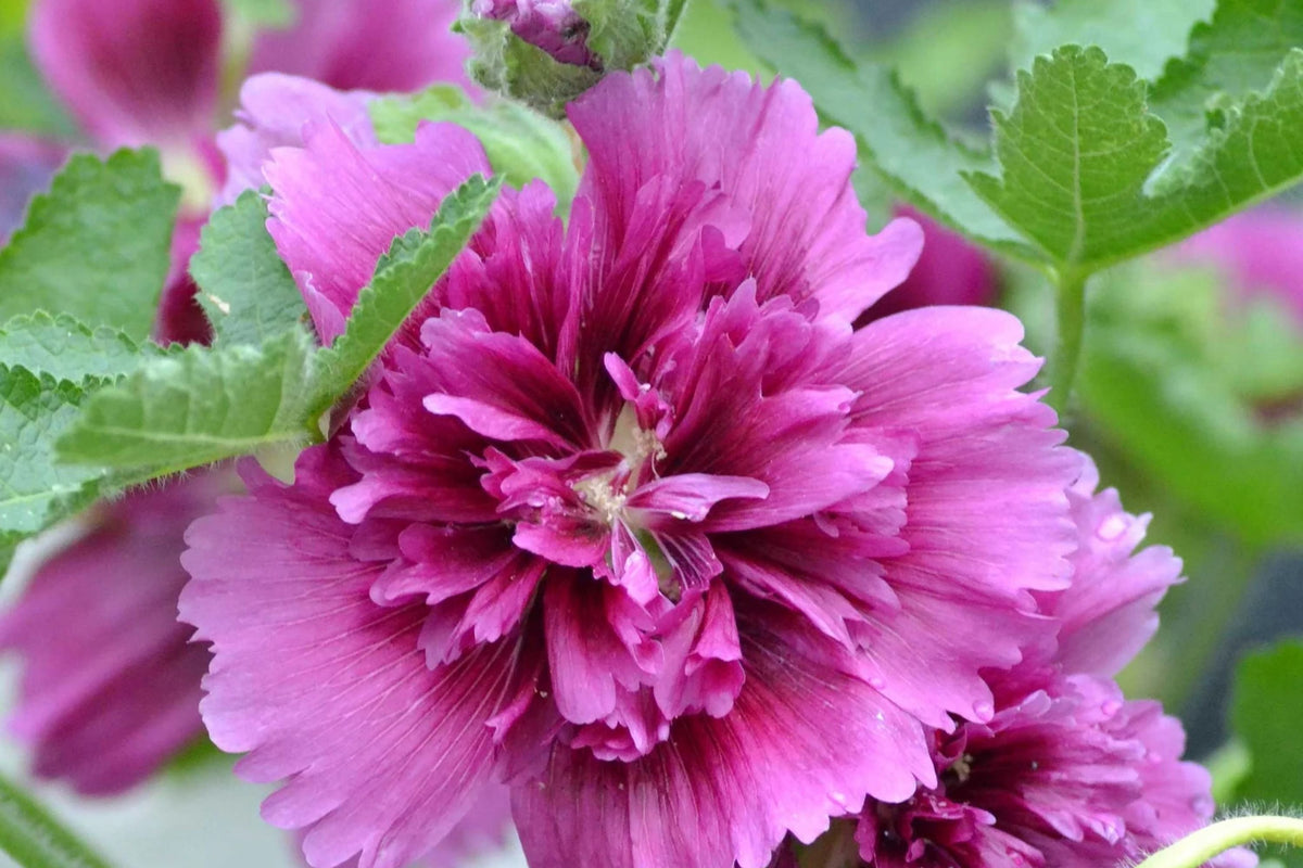 Hollyhock Seeds - Queeny Purple - 2004 AAS Winner - Alcea rosea - Packet of 25 Non-GMO Seeds for Stunning Garden Blooms
