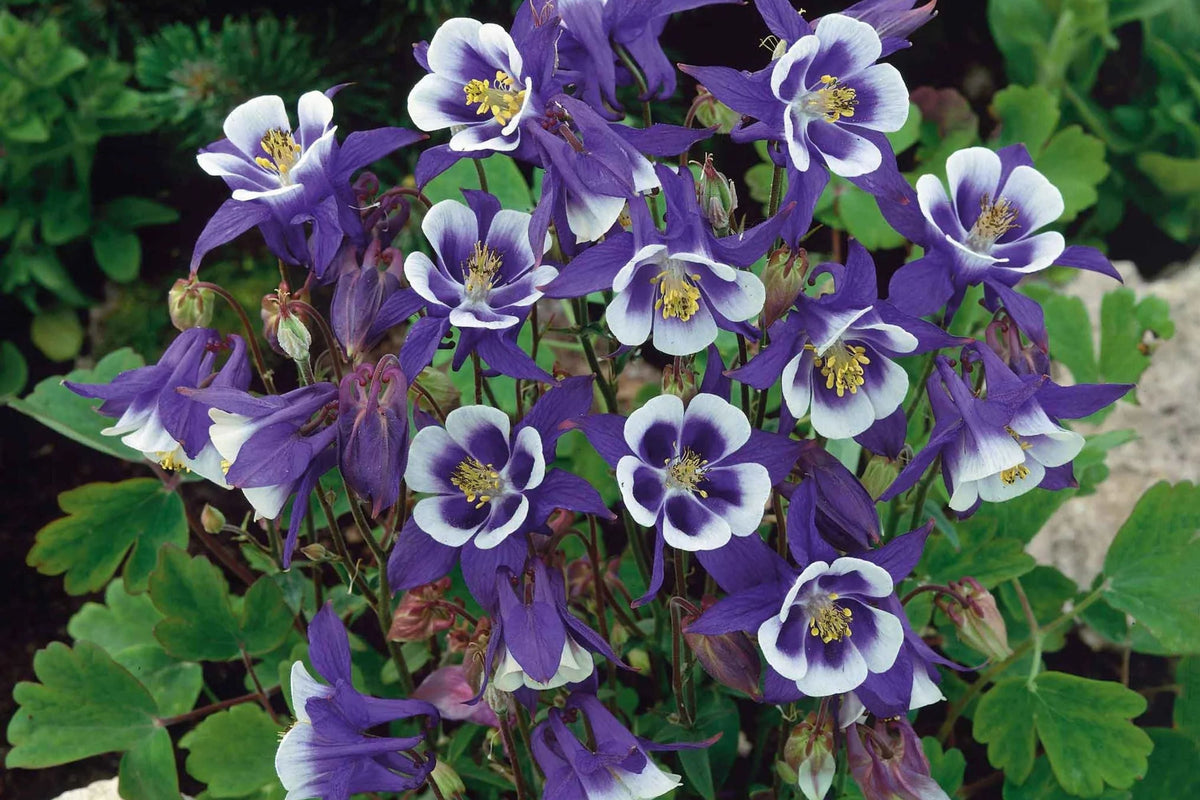 Blue Star Columbine Seeds | Non-GMO | Aquilegia caerulea | Flower Garden Seed Packet | Attracts Pollinators