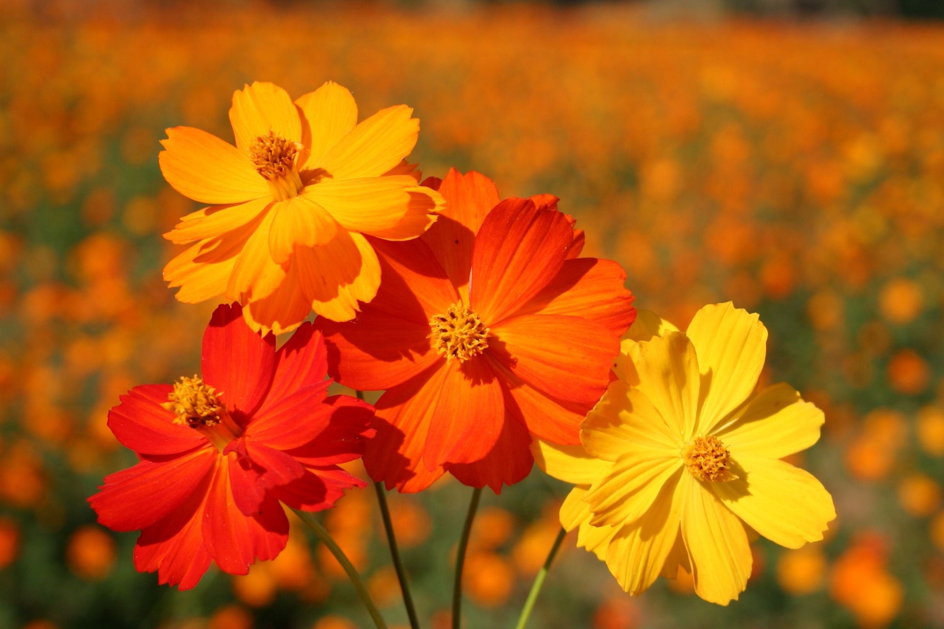 Cosmos Seeds – Bright Lights Variety – Non-GMO Flower Seeds – Cosmos bipinnatus – 100 Seeds for Vibrant Gardens