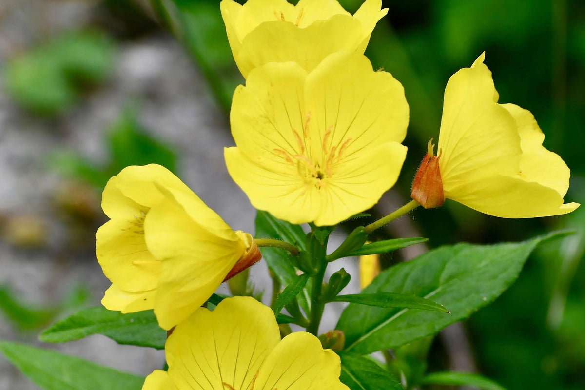 Yellow Common Evening Primrose Seeds | Non-GMO Flower Seeds | Oenothera biennis | 100 Seeds Pack