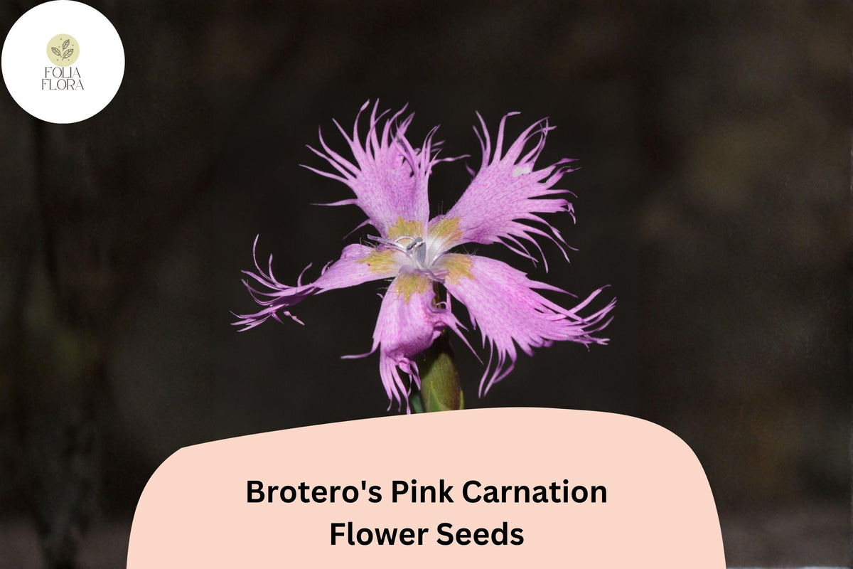 Christmas Cactus Starter Plant - Miss Shimano - Schlumbergera Truncata - Well-Rooted Indoor Cactus for Holiday Decor