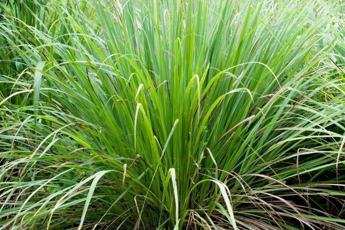 Lemon Grass Seeds | 100+ Non-GMO Culinary Seeds | Cymbopogon citratus | Aromatic Herb for Garden or Containers