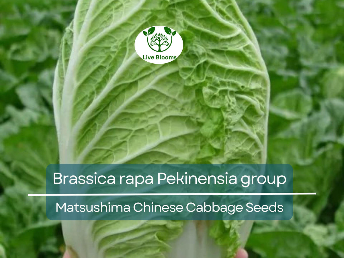 150 Seeds Chinese Cabbage Matsushima - Heirloom Brassica rapa Pekinensia Group for Planting & Fresh Harvest